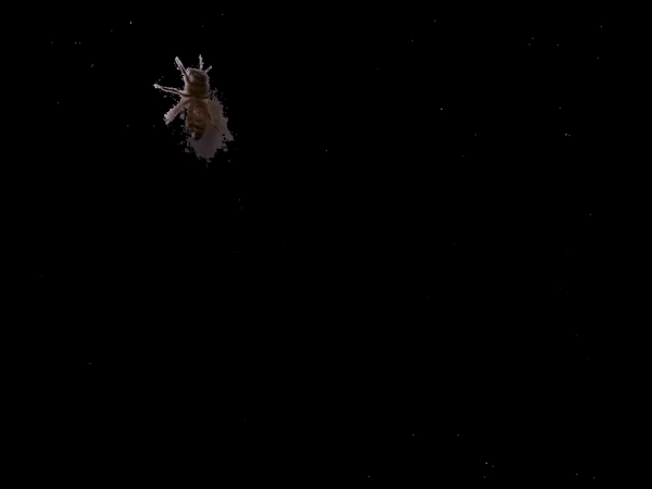 background-subtract-ezgif.com-video-to-gif-converter.gif