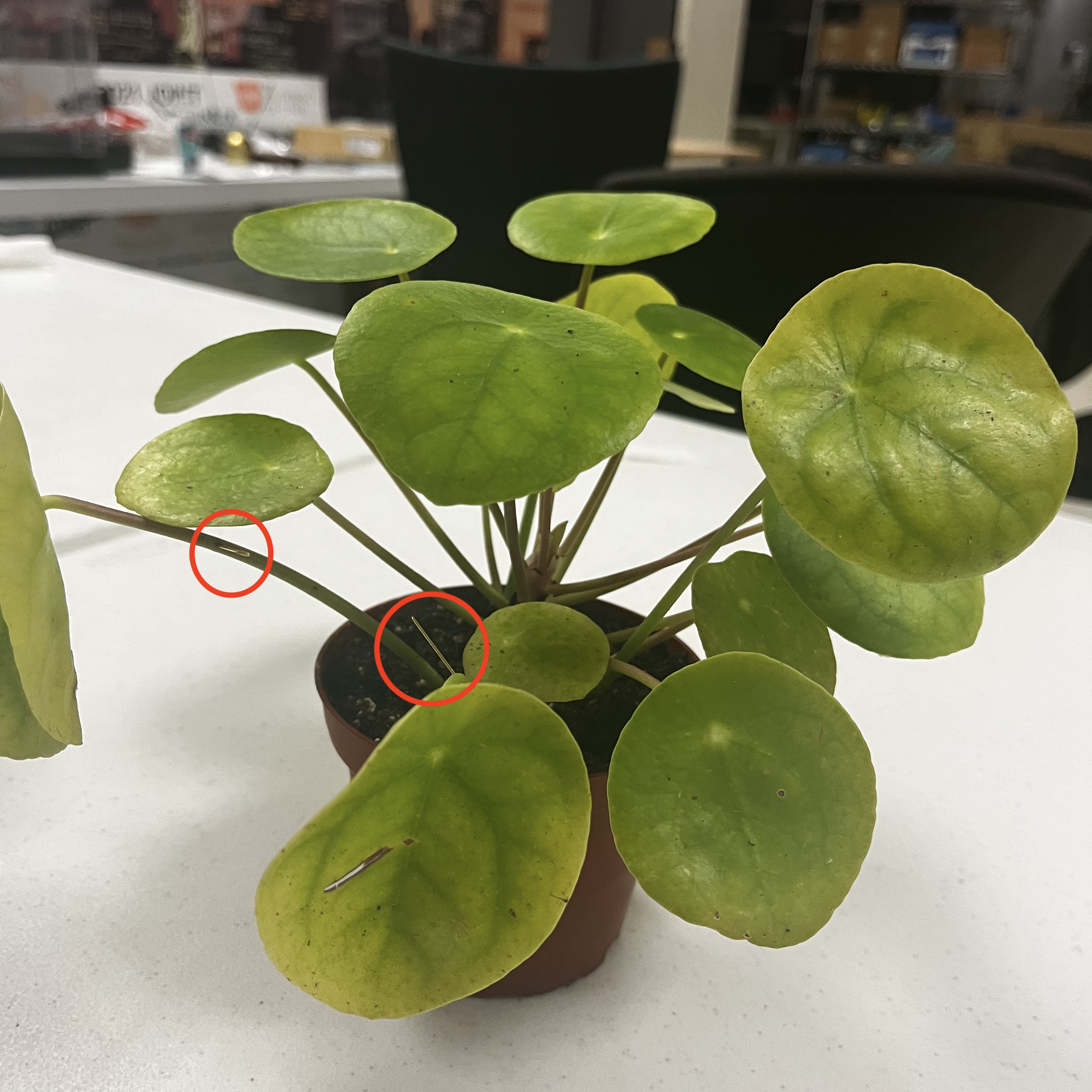 Plant Week 8 .png