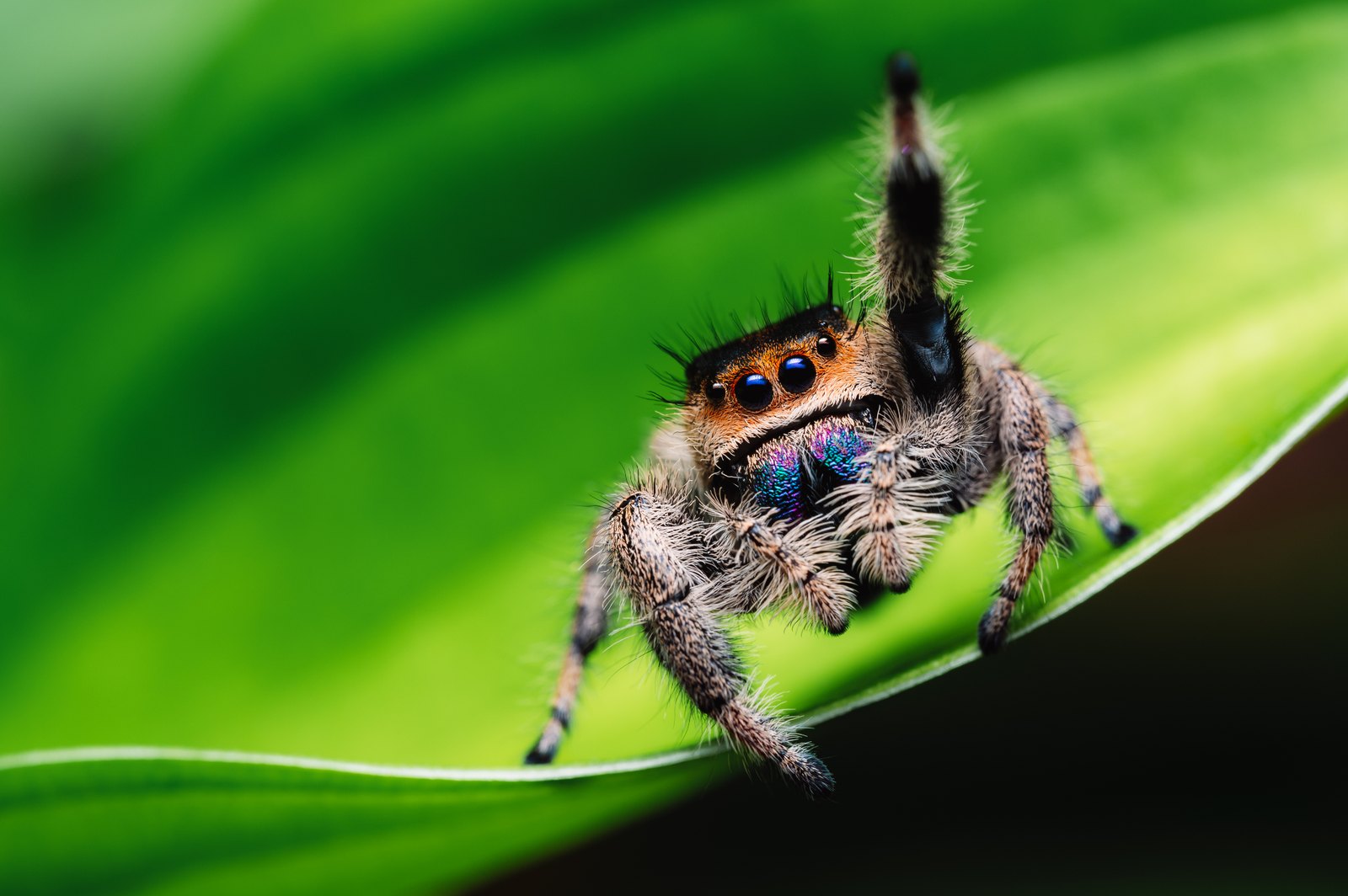 A jumping spider